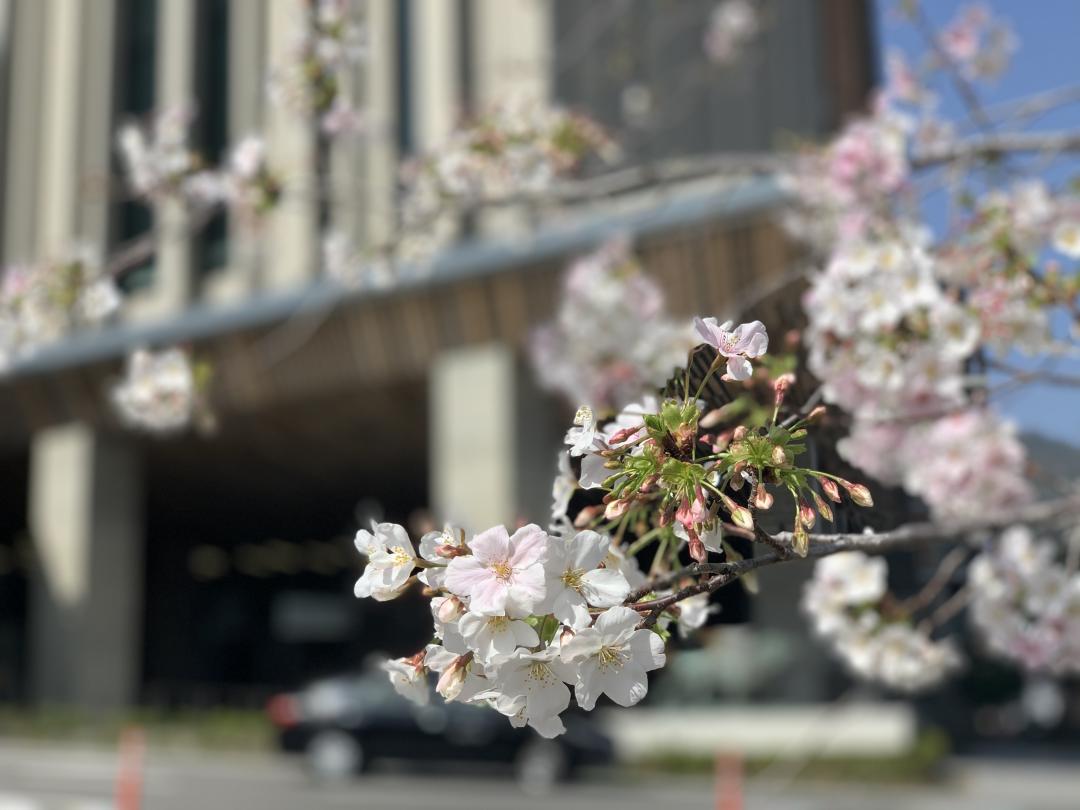 桜が咲きはじめました。